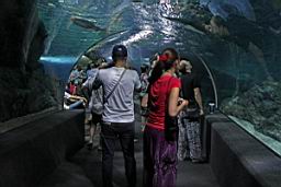 Siam Ocean World Bangkok_3303.JPG